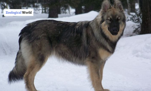 American Alsatian