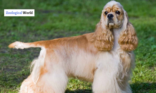 American Cocker Spaniel