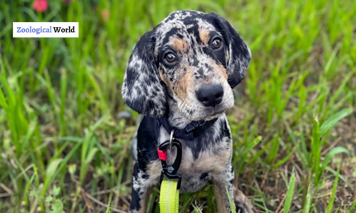 American Leopard Hound