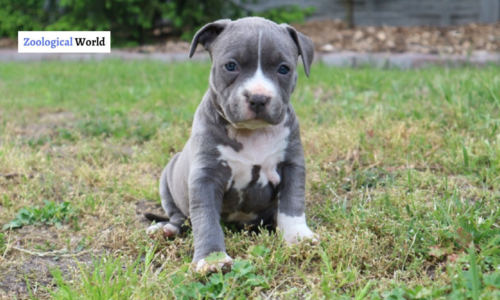 American Staffordshire Terrier