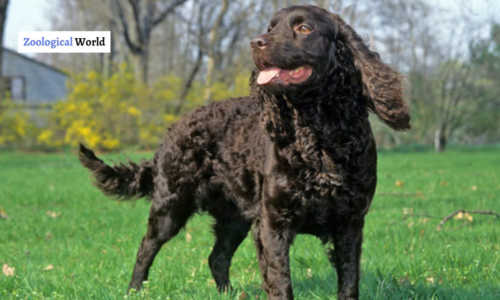 American Water Spaniel