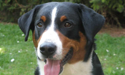 Appenzeller Dog