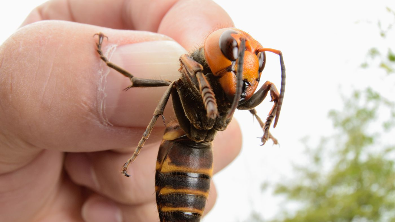 Asian Giant Hornet Information And Facts - Zoological World