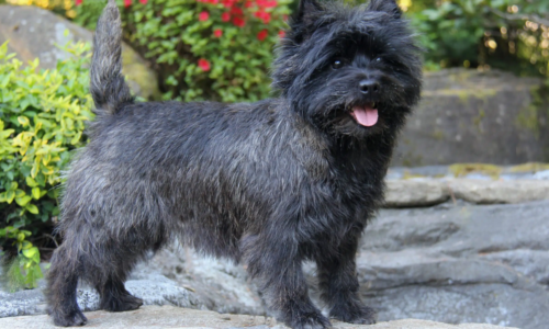 Cairn Terrier