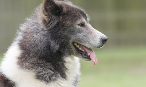 Canadian Eskimo Dog