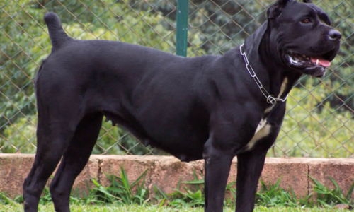 Cane Corso