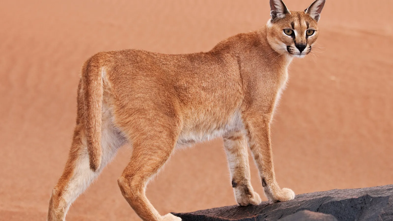 5 Incredible Caracal Facts,Diet - Zoological World