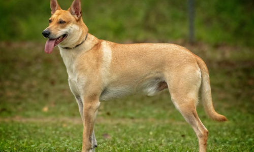 Carolina Dog