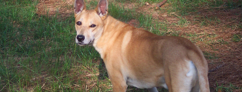 Carolina Dog