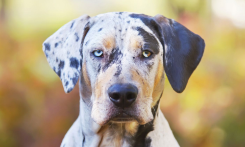 Catahoula Leopard