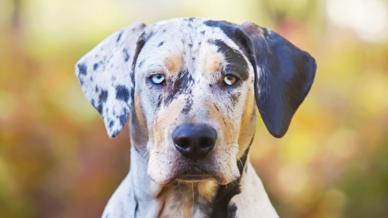 Catahoula Leopard Dog Breed Information- Zoological World