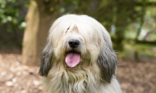 Catalan Sheepdog