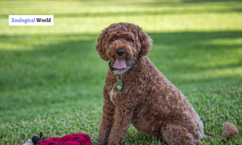 Cavapoo Dog