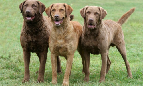 Chesapeake Bay Retriever