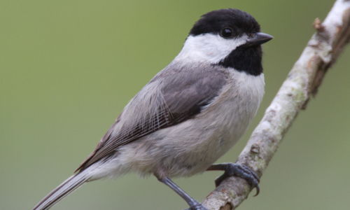 Chickadee Bird