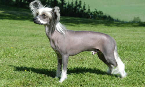 Chinese Crested