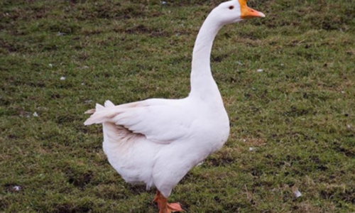 Chinese Geese Bird