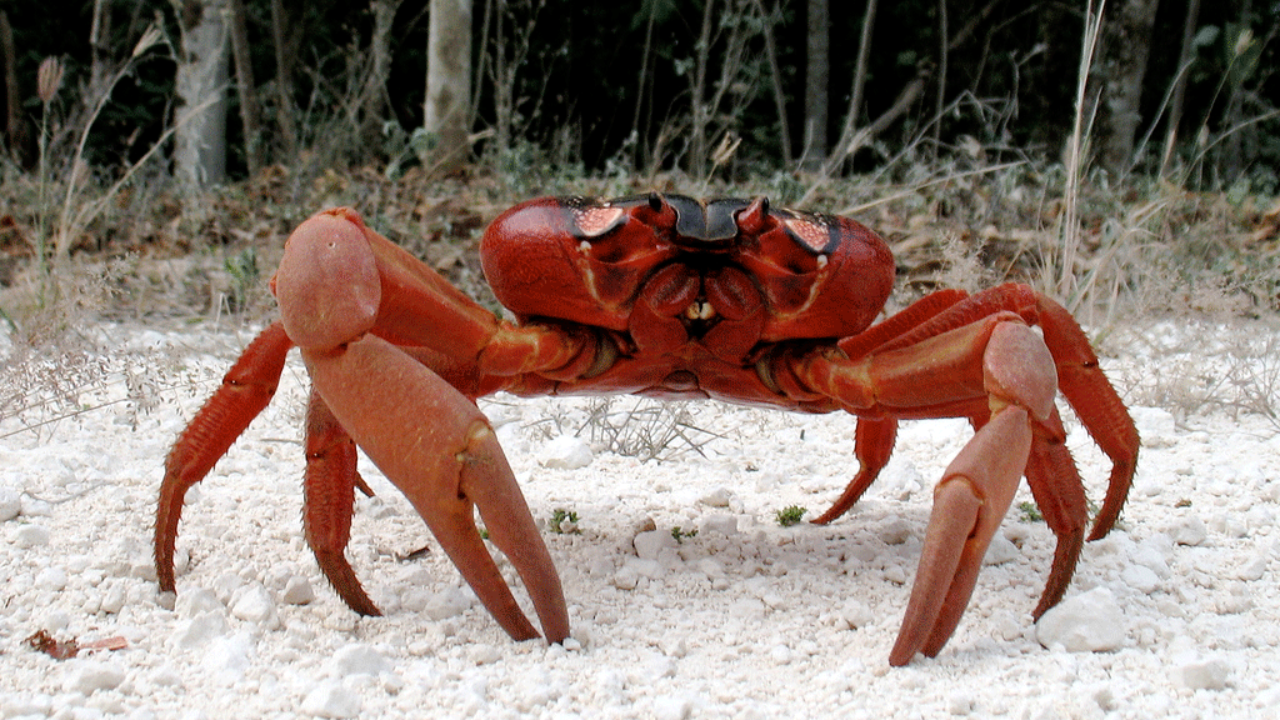 Christmas Island Red Crab Facts - Zoological World