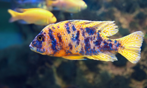 Cichlid Fish