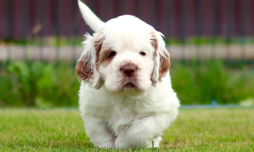 Clumber Spaniel