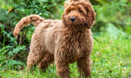 Cockapoo Dog