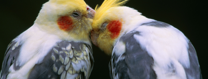 Cockatiel Bird