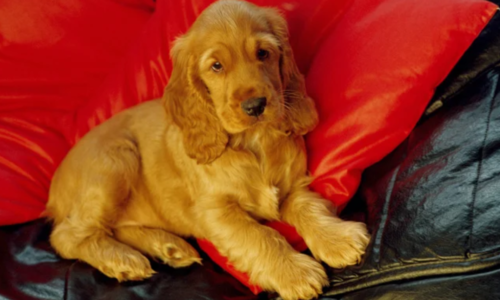 Cocker Spaniel Dog