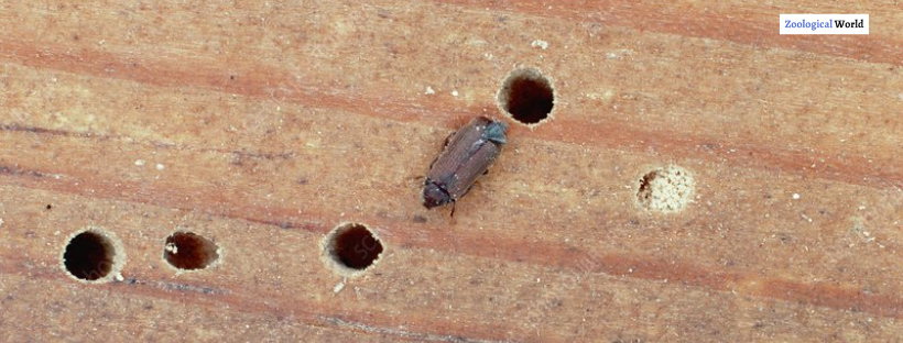 Common Furniture Beetle