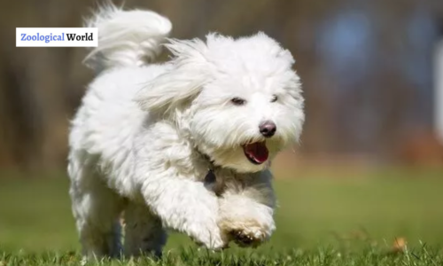 Coton de Tulear