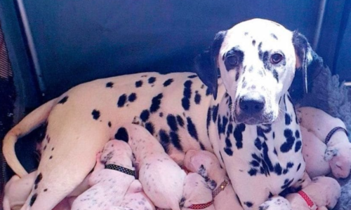 Dalmatian Dog