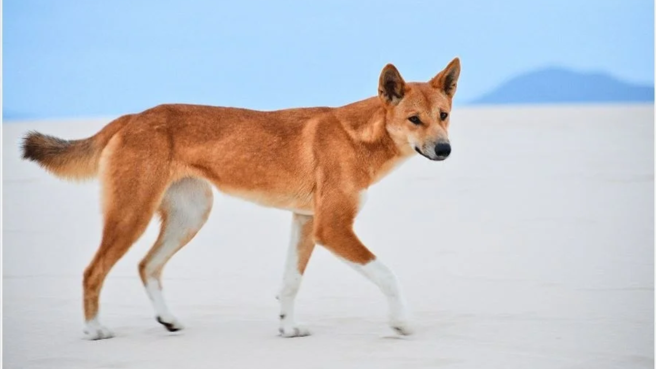 Dingo Animal Information and Personality - Zoological World