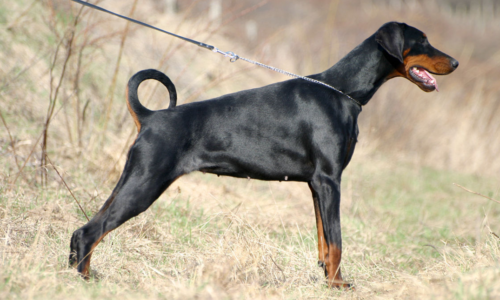 Doberman Pinscher