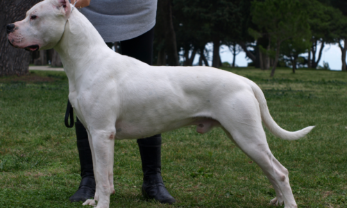 Dogo Argentino