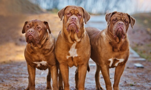 Dogue De Bordeaux