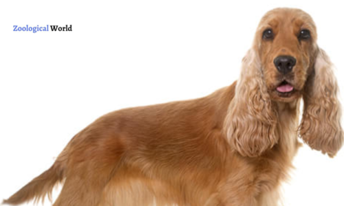 English Cocker Spaniel