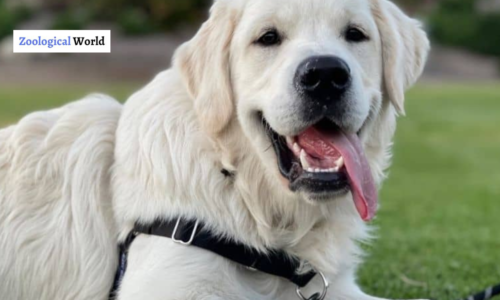 English Cream Golden Retriever