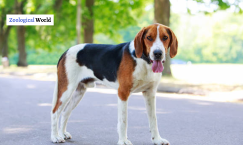 English Foxhound Dog