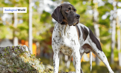 English Pointer