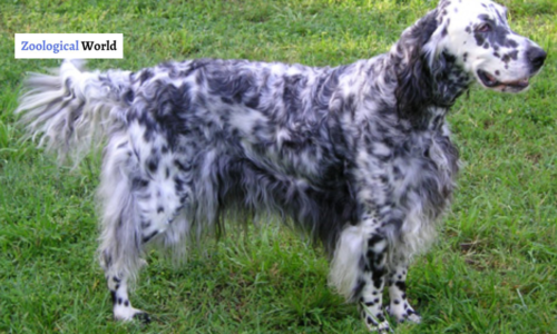 English Setter Dog