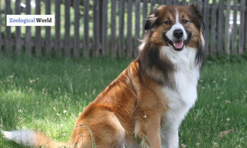 English Shepherd Dog