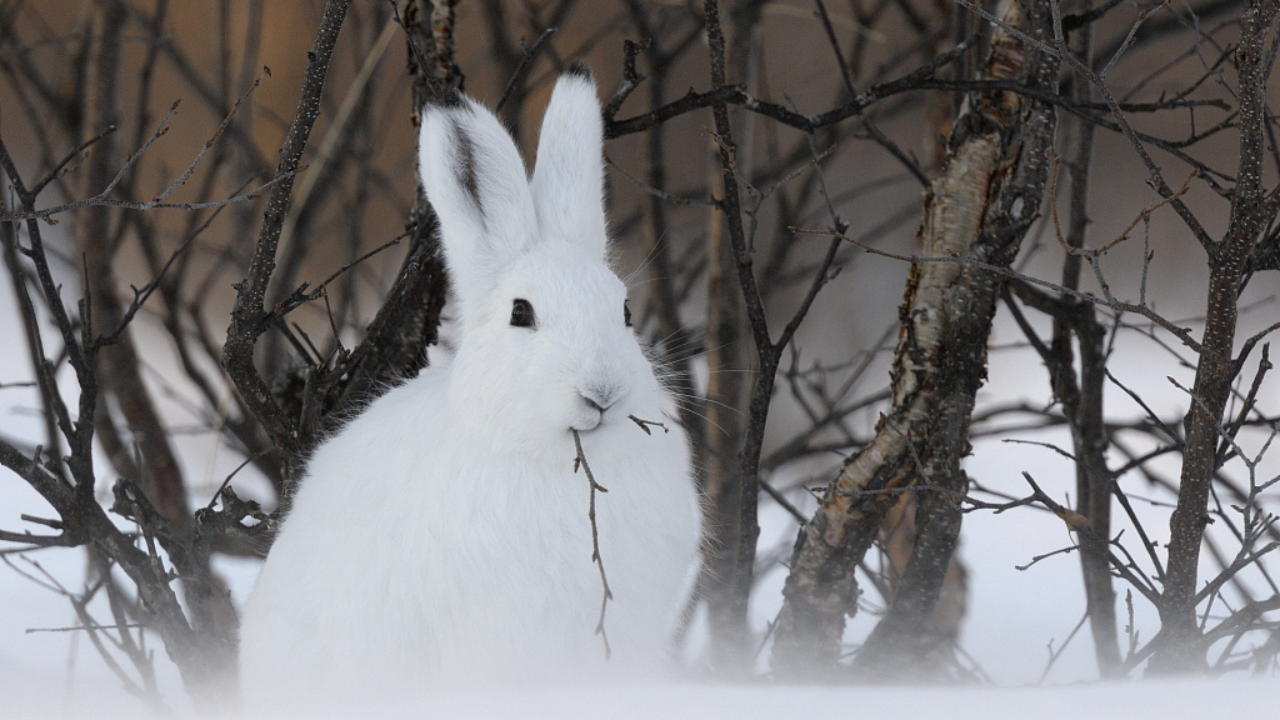 Arctic Hare Information and Fact’s - Zoological World