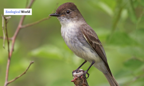 eastern phoebe bird