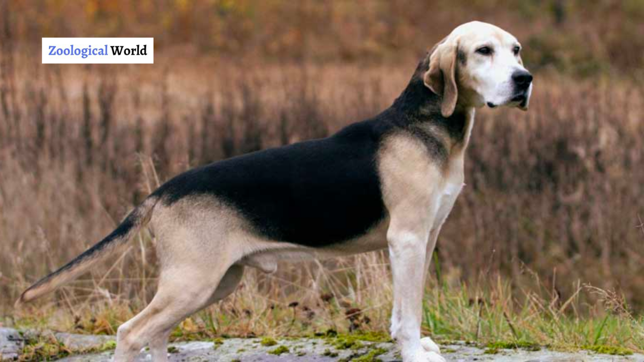 what is the breed of dunker