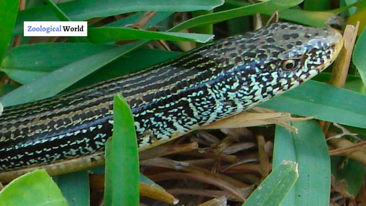 Eastern Glass Lizard Interesting facts - Zoological World