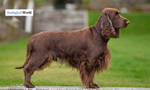 Field Spaniel