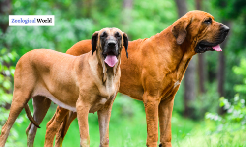 Fila Brasileiro