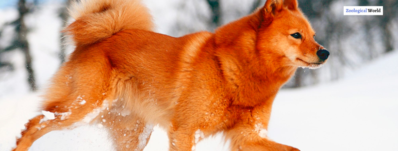 Finnish Spitz