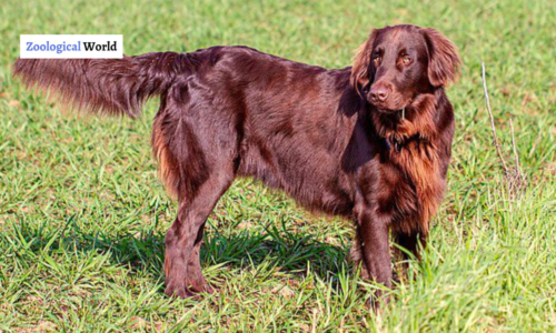 Flat-Coated Retriever