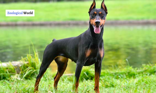 German Pinscher