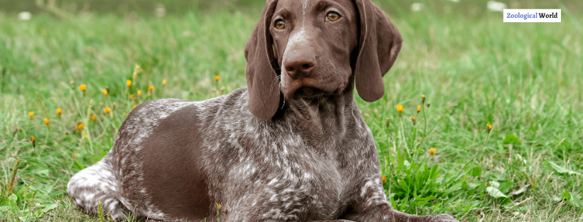 German Shorthaired Pointer